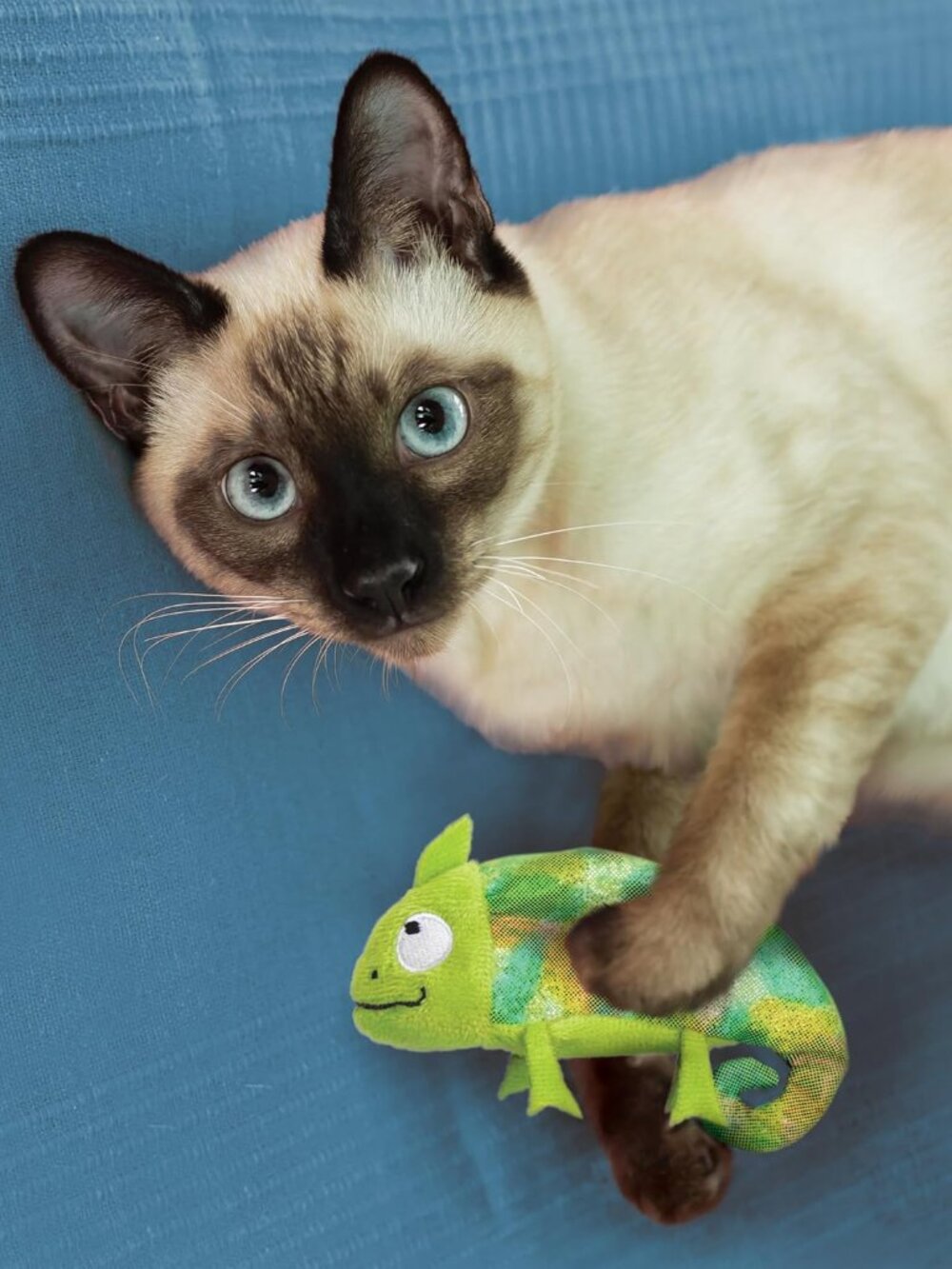 KONG Refillables Chameleon Catnip Cat Toy Refillable Plush Interactive